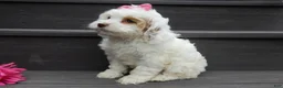 Cockapoo dogs for sale: Summer - Ad 4