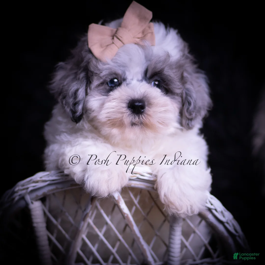 Maltipoo dogs for sale: Duggie F1 - Ad 6