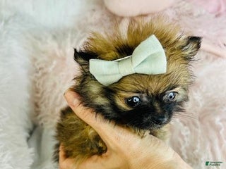 Pomeranian dogs Pocketbook Pomeranian Puppy 1 - Ad 3