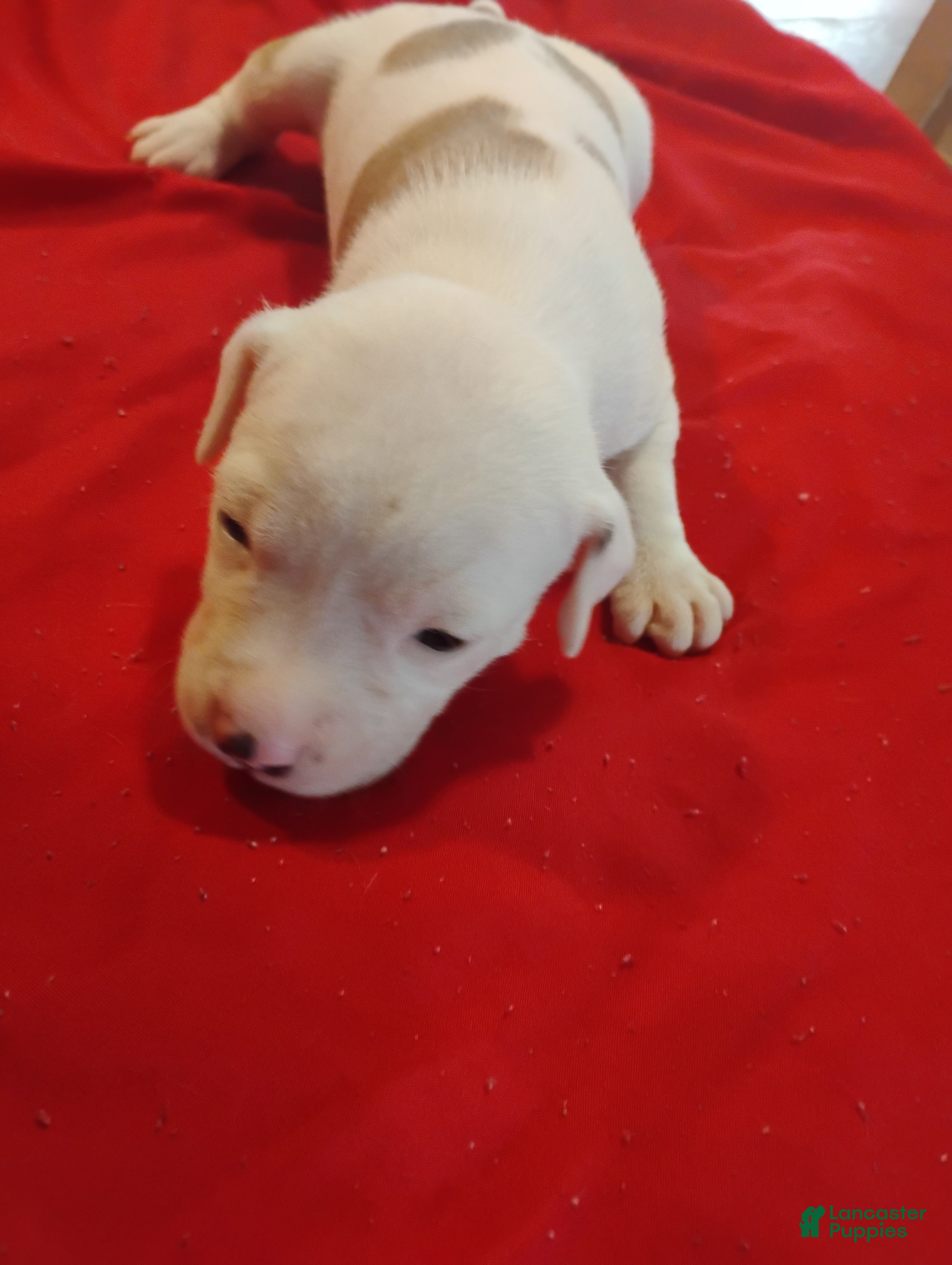 American Pit Bull Terrier dogs American Pit Bull Terrier 6 - Ad 28