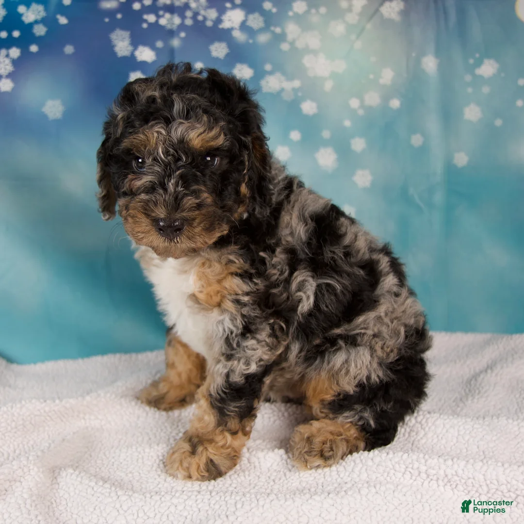 Mini Bernedoodle dogs for sale: Carson - Ad 4
