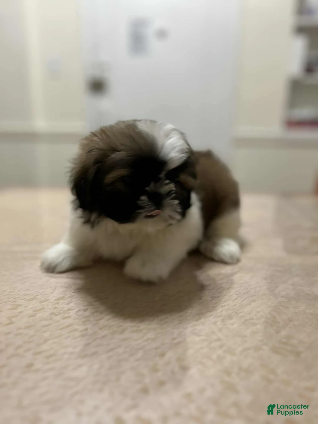 Shih Tzu dogs for sale: Jen - Ad 1