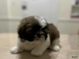 Shih Tzu dogs Jen - Ad 15