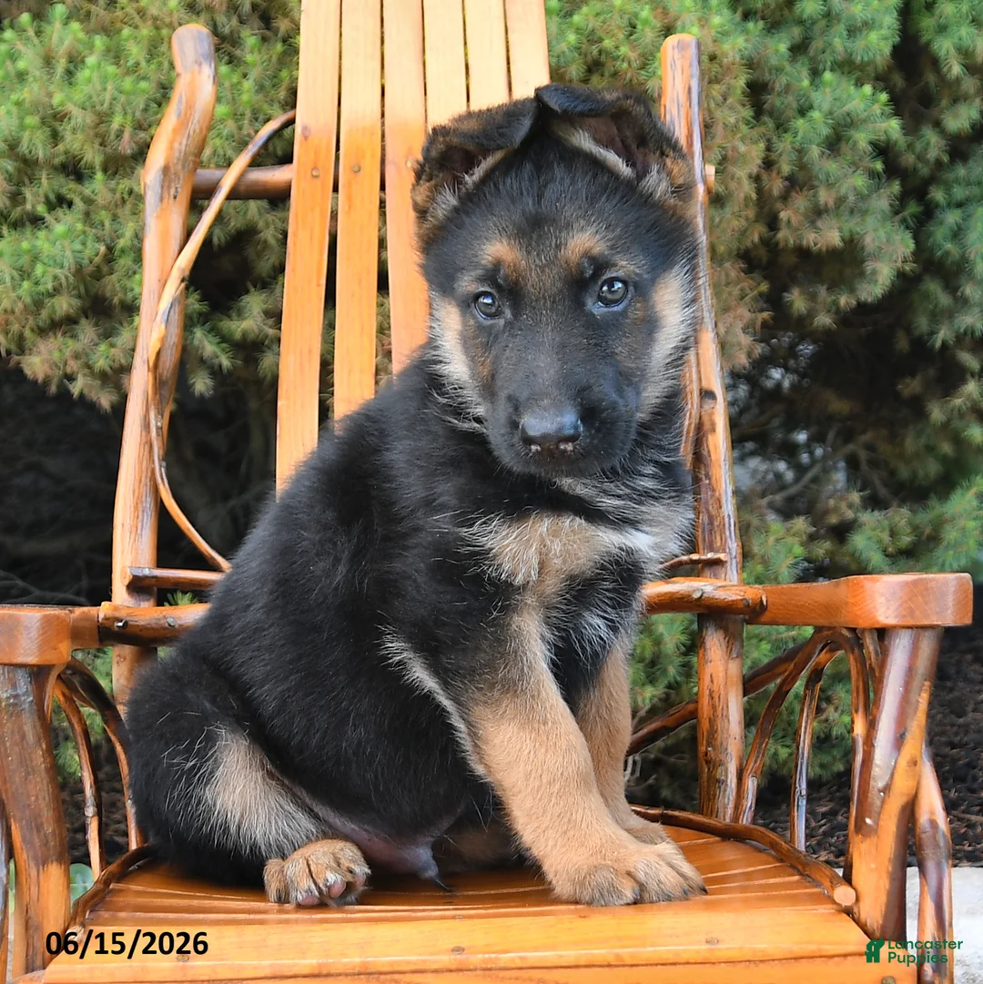 German Shepherd dogs for sale: Dozer - Ad 2