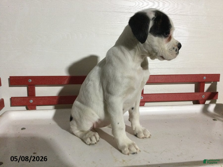 Boxer dogs Ruthie - Ad 2