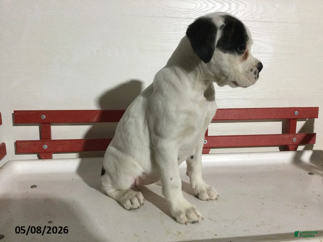 Boxer dogs for sale: Ruthie - Ad 2
