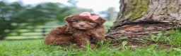 Havanese dogs for sale: Winnie - Ad 5