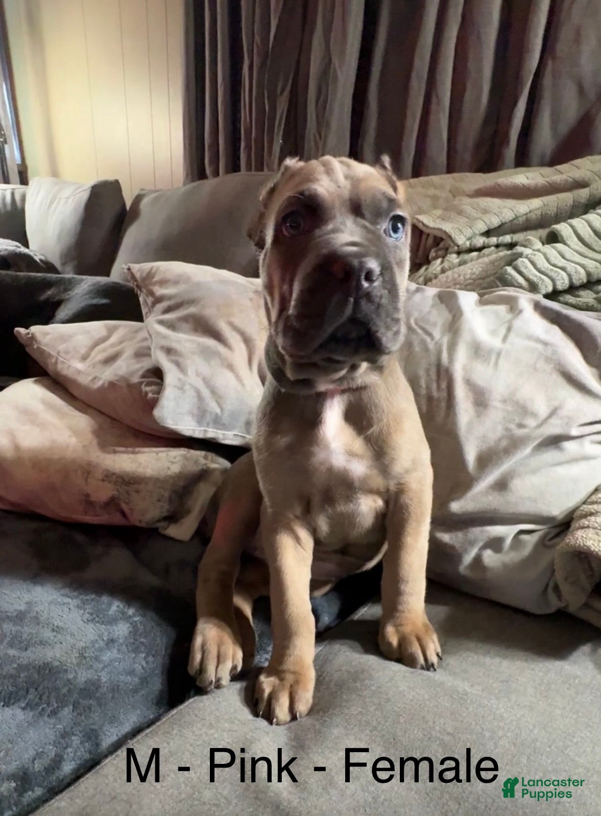 Cane Corso dogs Pink - Ad 32