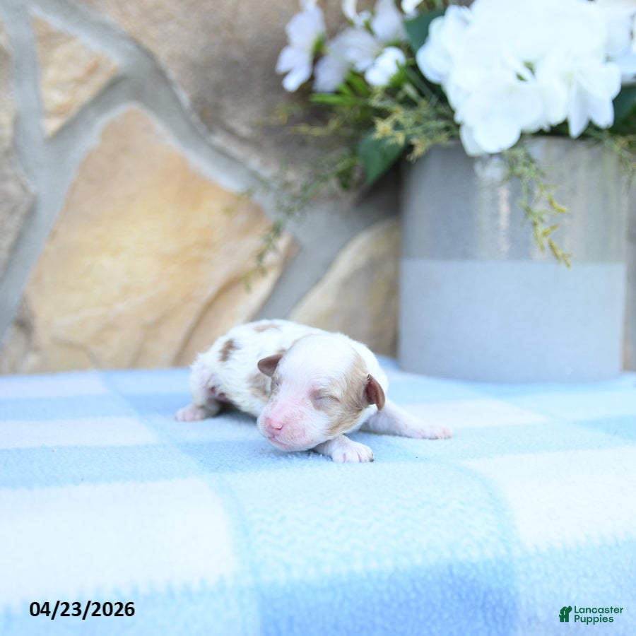 Cavapoo dogs Finn - Ad 2