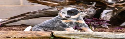 Australian Cattle Dog dogs for sale: Asher - Ad 5