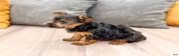 Yorkshire Terrier dogs for sale: Jodi - Ad 4