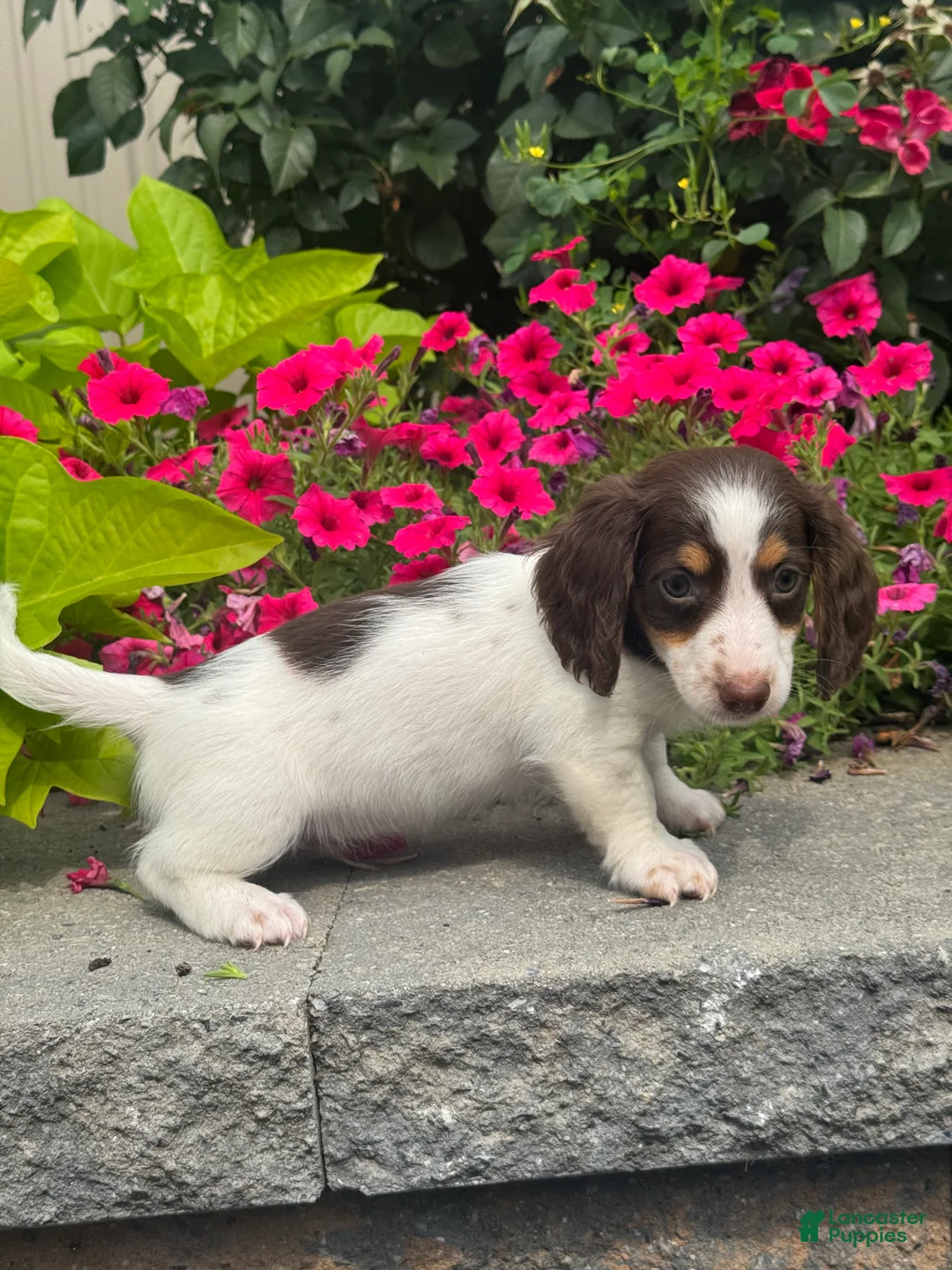 Miniature Dachshund dogs for sale: Dutch - Ad 2