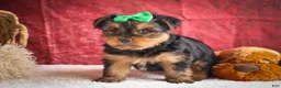 Yorkshire Terrier dogs for sale: DUKE - Ad 20