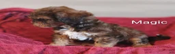 Shihpoo dogs for sale: Shihpoo Puppy 1 Magic  - Ad 4