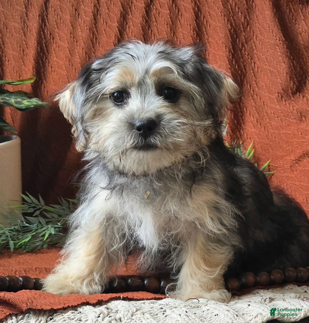 Mixed Breed dogs for sale: Iris - Ad 3