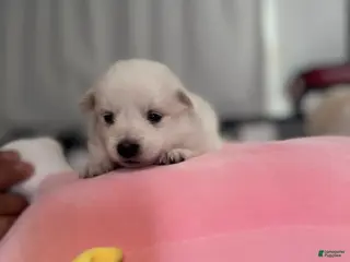 American Eskimo dogs American Eskimo Puppy 5 - Ad 6
