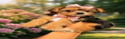 Yorkshire Terrier dogs for sale: Reese Puff  - Ad 1