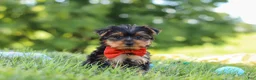Yorkshire Terrier dogs for sale: Jasper - Ad 4