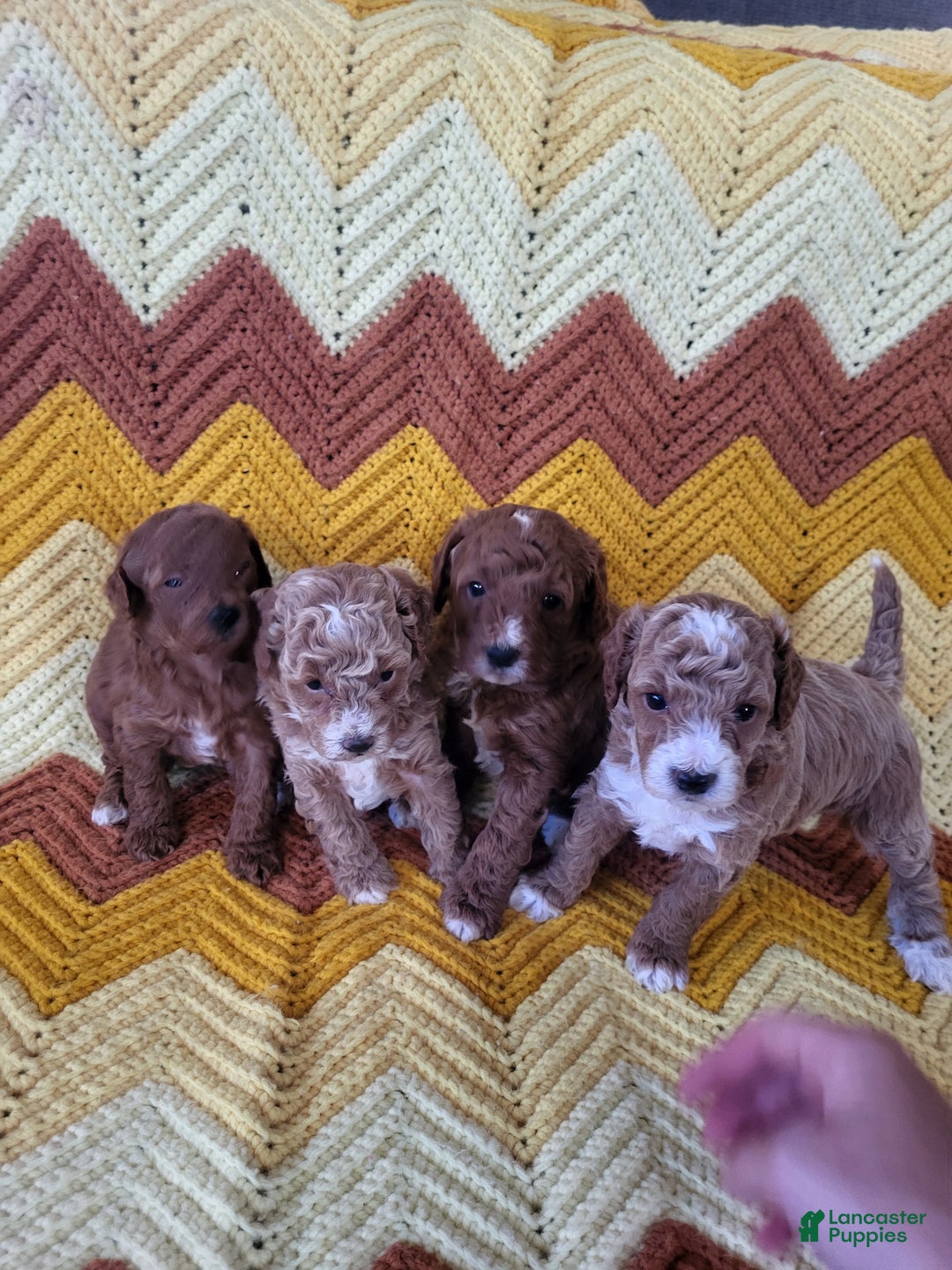 Goldendoodle dogs for sale: Rachel - Ad 3