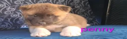 Akita dogs for sale: Penny - Ad 6