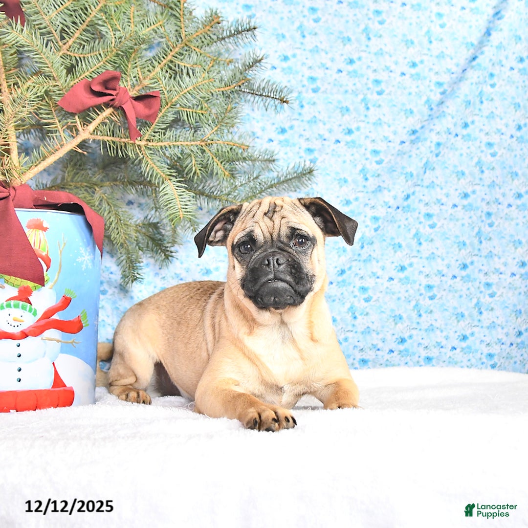 Pug dogs for sale: Goldie - Ad 4