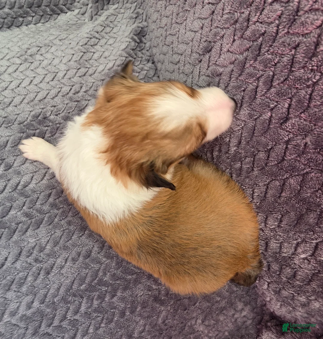 Shetland Sheepdog dogs for sale: Cicero - Ad 5