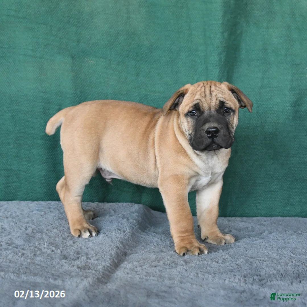 South African Boerboels dogs for sale: Archer - Ad 4