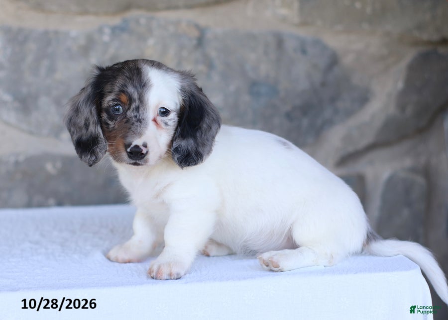 Dachshund dogs for sale: Eclipse - Ad 2