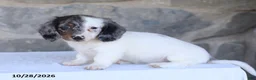 Dachshund dogs for sale: Eclipse - Ad 2