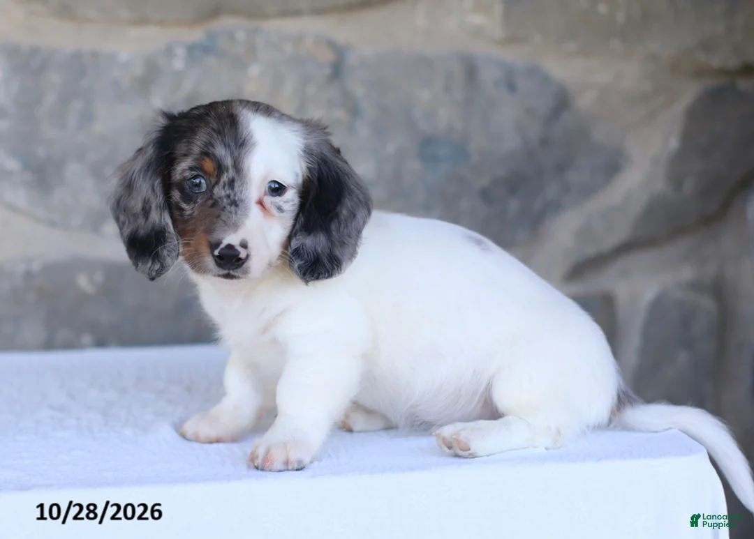 Dachshund dogs for sale: Eclipse - Ad 2