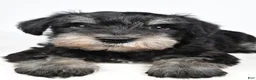 Miniature Schnauzer dogs for sale: Wally - Ad 5