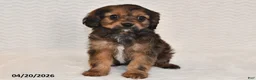 Cavapoo dogs for sale: Bailey - Ad 2