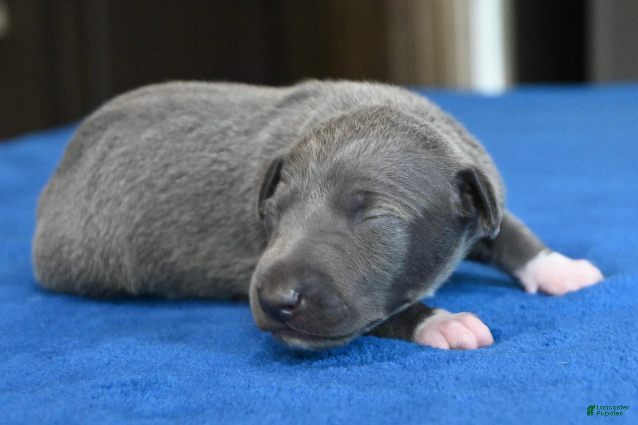 Italian Greyhound dogs Quartz - Ad 2