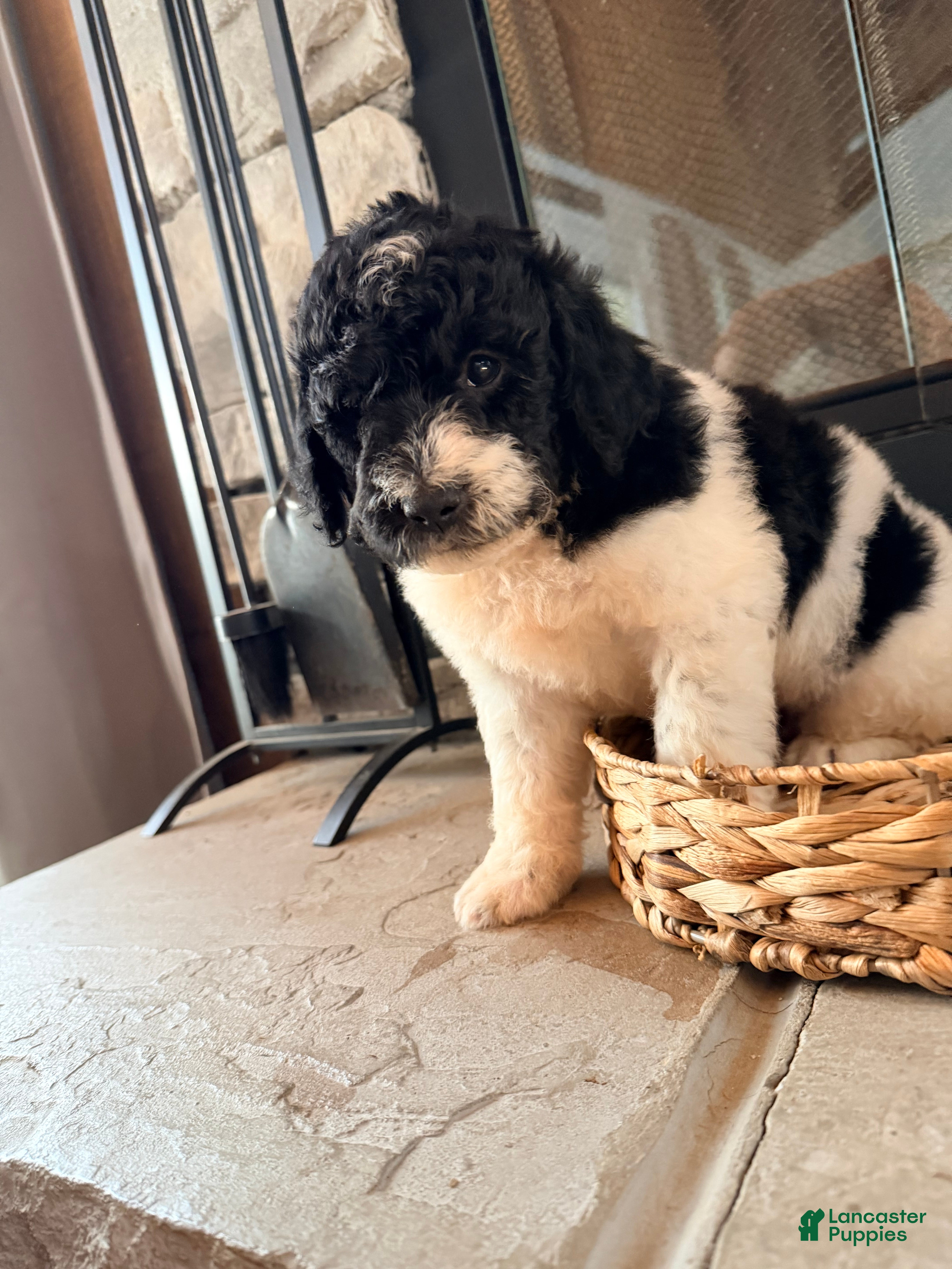 Mini Goldendoodle dogs Mini Goldendoodle 2 - Ad 2