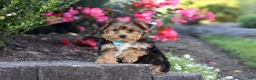 Yorkiepoo dogs for sale: Winston - Ad 1