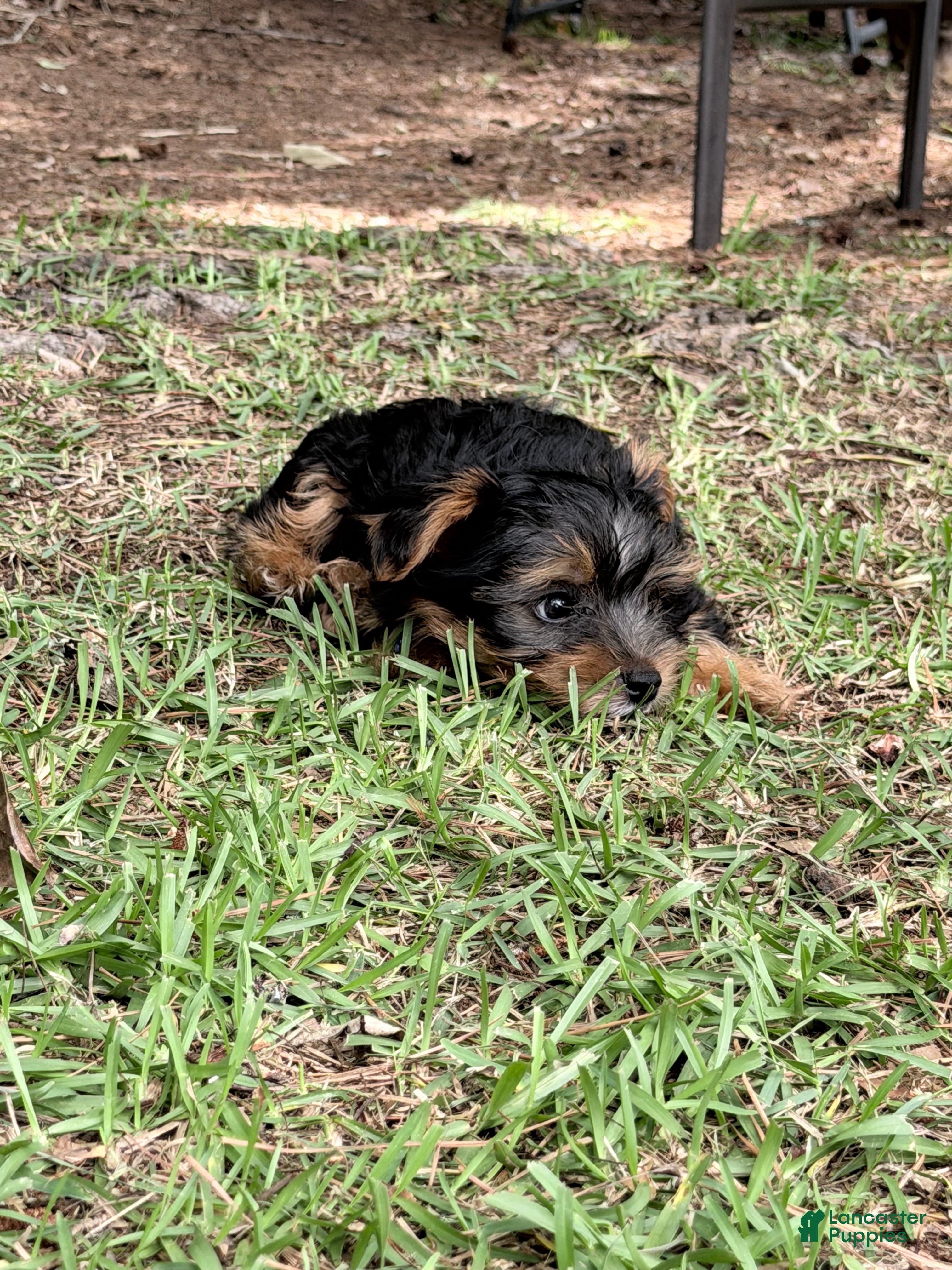 Yorkshire Terrier dogs Norman - Ad 5