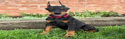 Doberman Pinscher dogs for sale: Achilles  - Ad 5
