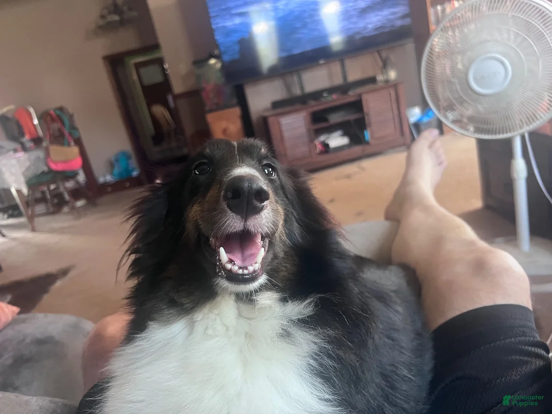 Shetland Sheepdog dogs for sale: Gunther - Ad 4