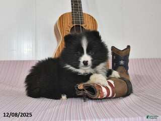 Pomeranian dogs Blake - Ad 25