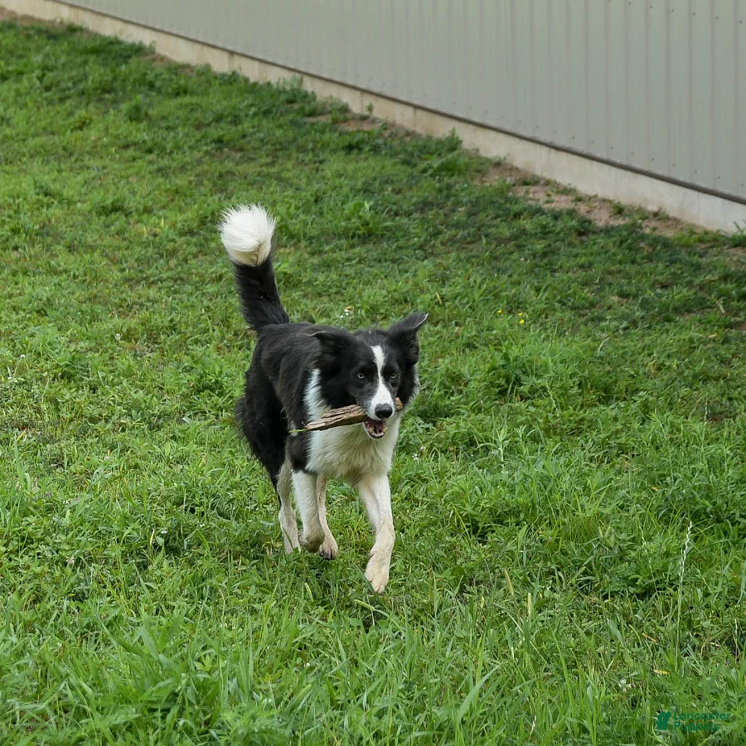 Border Collie dogs for sale: Hickory - Ad 8