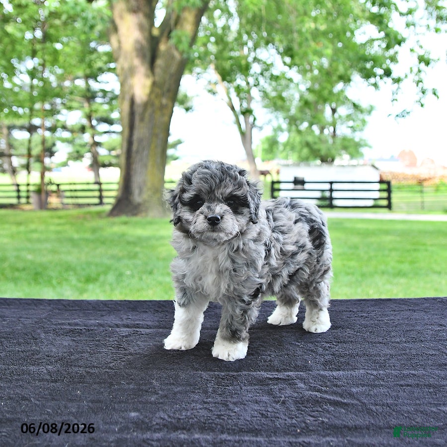 Mini Aussiedoodle dogs Tilly - Ad 1