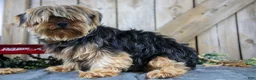 Yorkshire Terrier dogs for sale: Holly - Ad 4