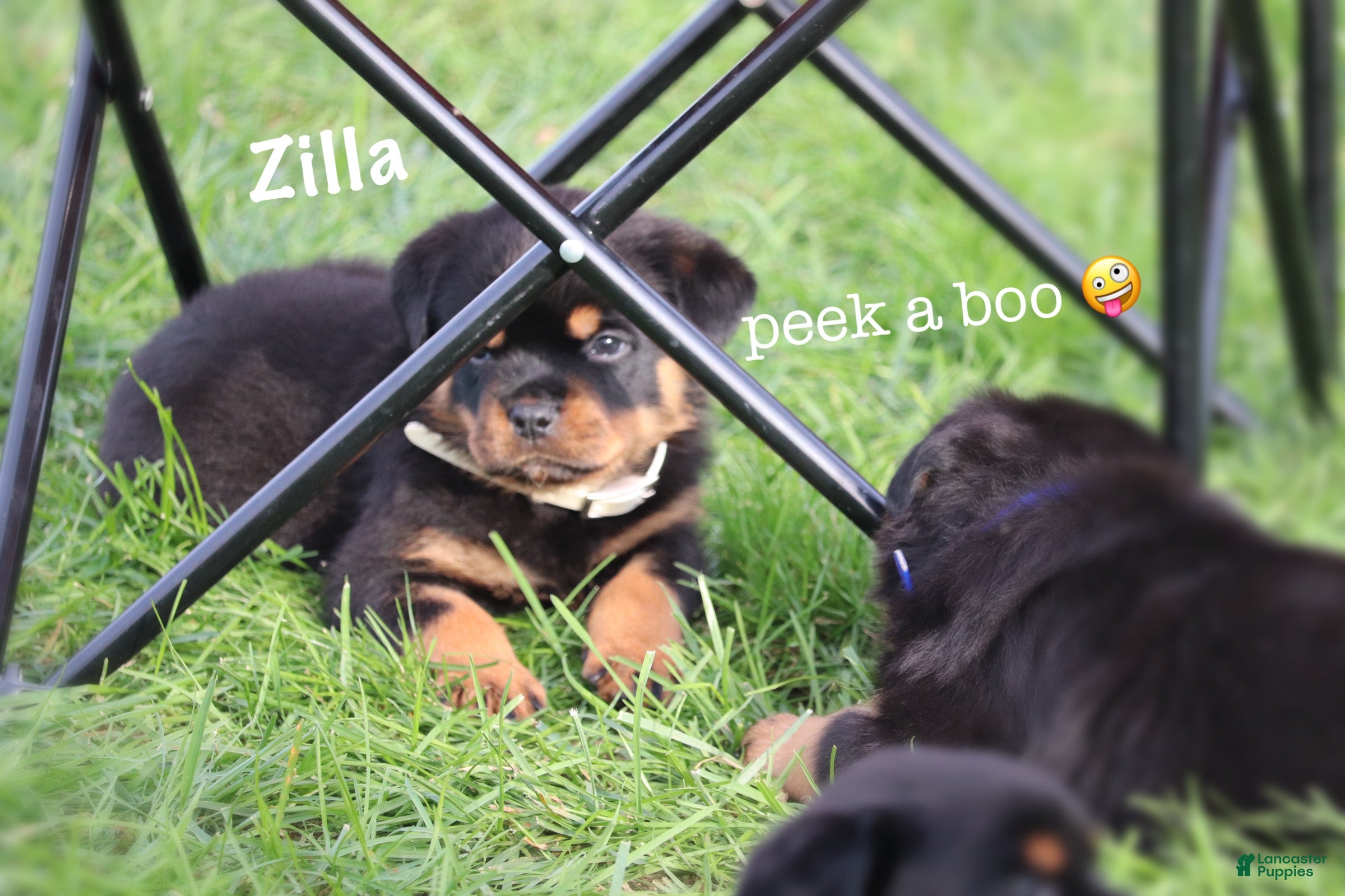 Rottweiler dogs Zilla w LONG TAIL  - Ad 2