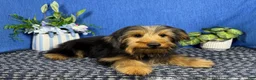 Yorkshire Terrier dogs for sale: Yorkshire Terrier 1 - Ad 6