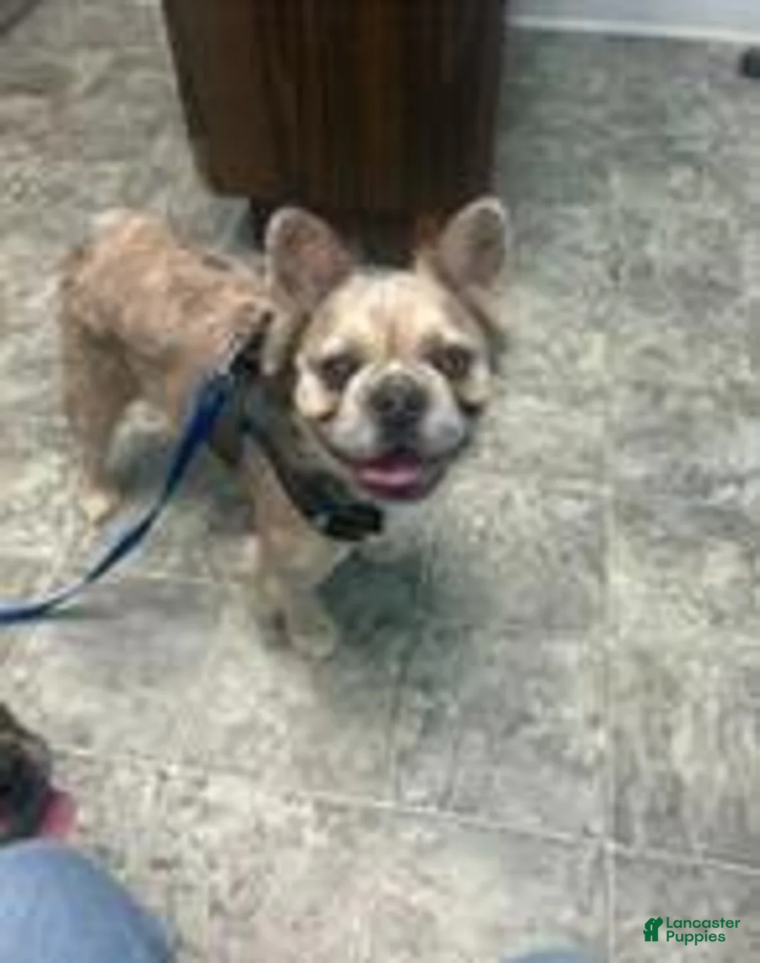 French Bulldog dogs for sale: Dolce - Ad 9