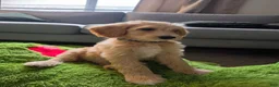 Labradoodle dogs for sale: Golden - Blue collar - Ad 6