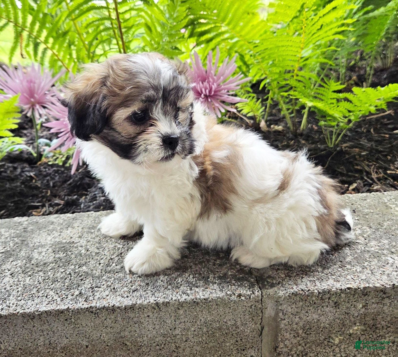 Teddy Bear dogs Sugar - Ad 1
