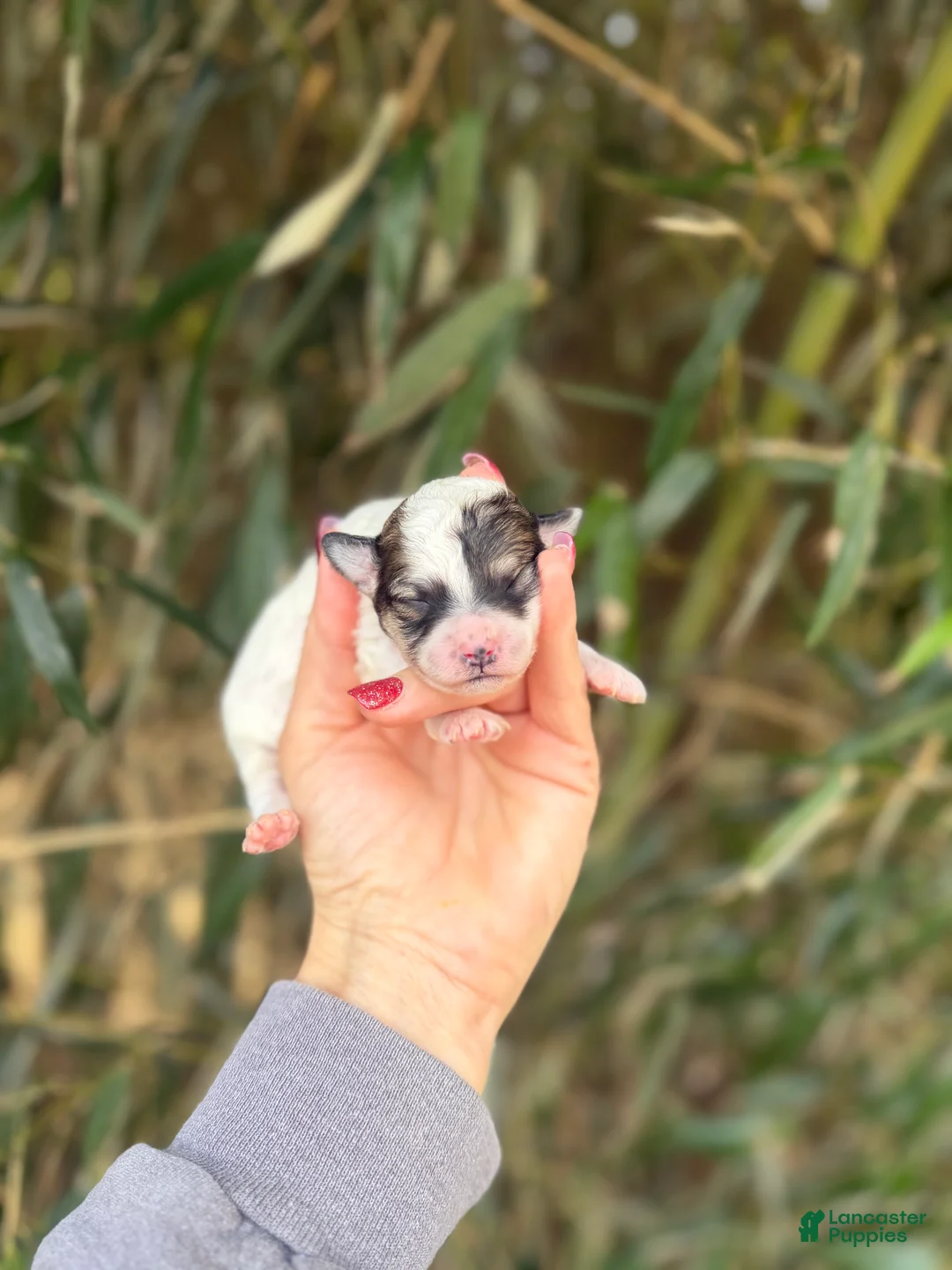 Bichpoo dogs for sale: Bichpoo Puppy 4 - Ad 1