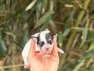 Bichpoo dogs Bichpoo Puppy 4 - Ad 39