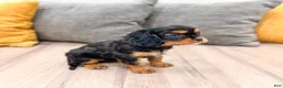 Cavalier King Charles Spaniel dogs for sale: Maya - Ad 4
